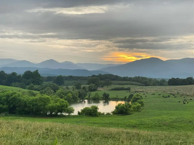 Rolling green farmland with a small dam surrounded by trees, grazing cattle scattered across the paddocks, and mountain ranges in the background under a cloudy sunset sky.